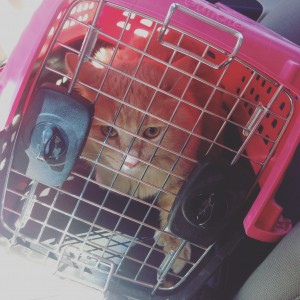 My cat on the way to get his nails did!